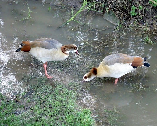 Egyptian goose